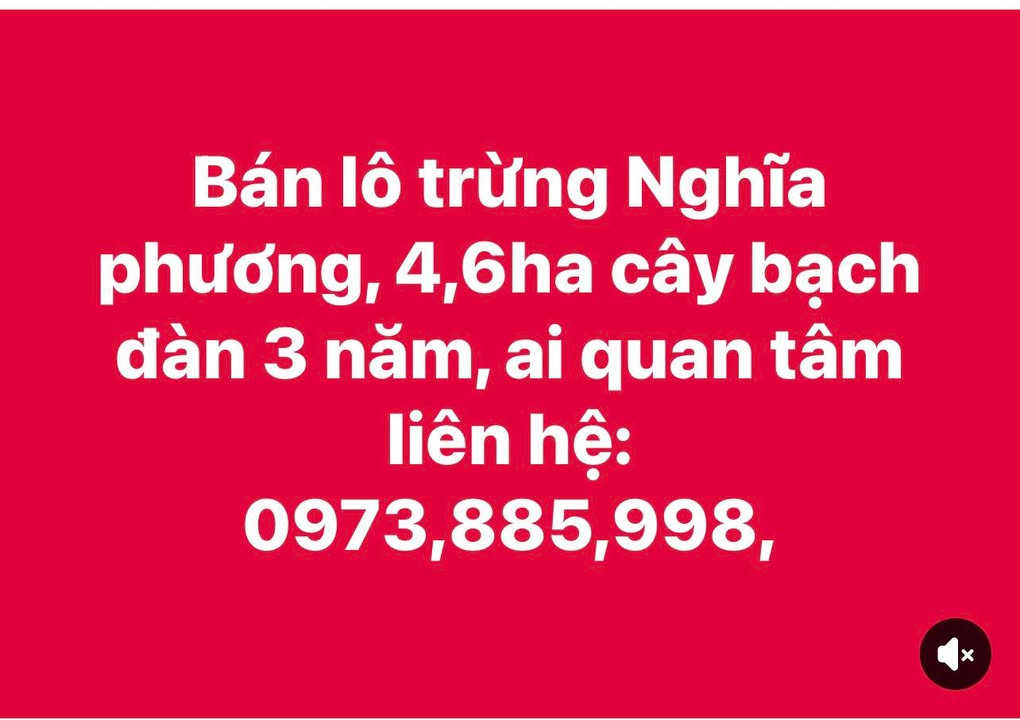 Farm Nghĩa Phương 4,6ha cây bạch đàn - Cơ hội đầu tư hấp dẫn!