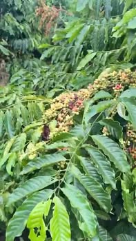 Đất nền Đạ Đờn, Lâm Hà 1ha1 giá 5.5 tỷ - Cơ hội đầu tư hiếm có!