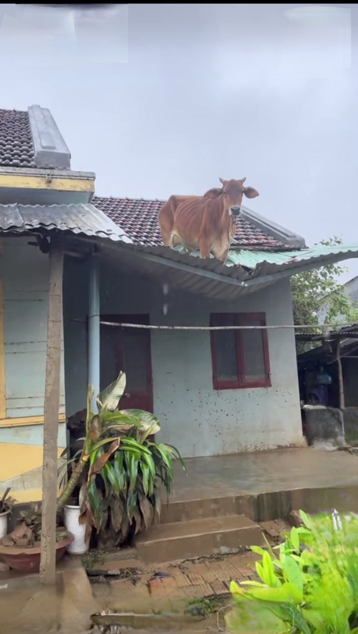 Nhà 1 Lầu 1 Trệt tại Ấp Cây Sộp, Củ Chi 85m² giá 3.2 tỷ - Sẵn sàng sang nhượng!