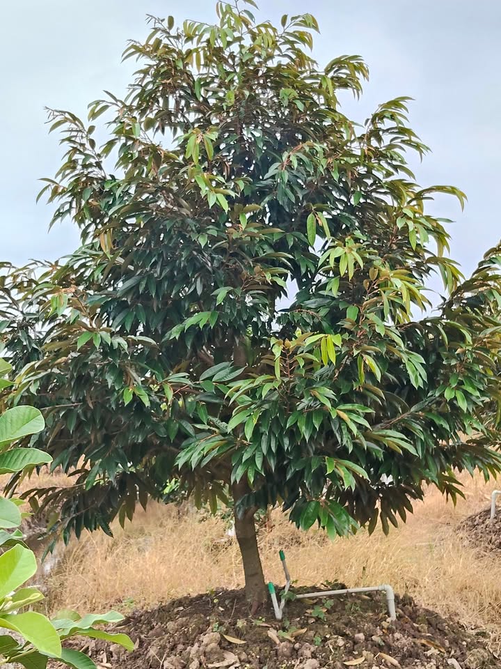 Farm 16 Công Sầu Riêng tại Mỹ Hiệp, Đồng Tháp - Giá 7.52 tỷ, Đầu tư sinh lời cao!