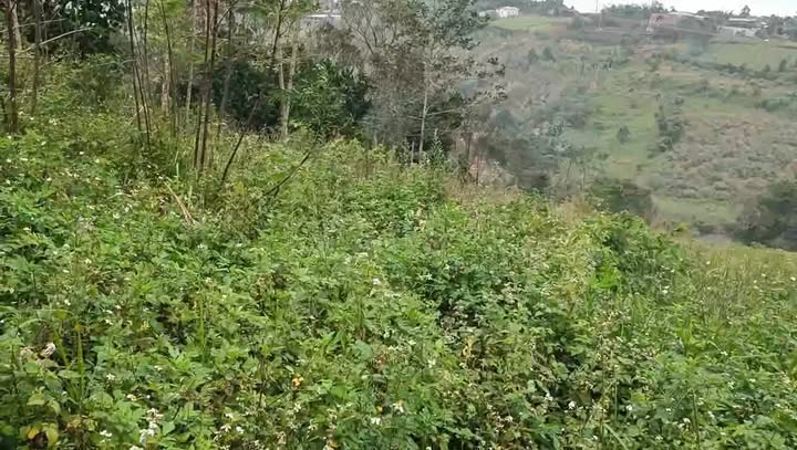 Đất nền Đắk Ha 41900m² giá 1.3 tỷ - Cơ hội đầu tư sinh lời!