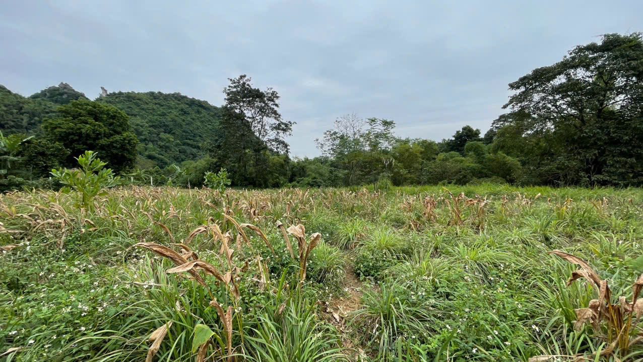 Đất Farm 3066m² tại Đá Bạc - Liên Sơn chỉ 2 triệu/m² - View suối thoáng đãng!