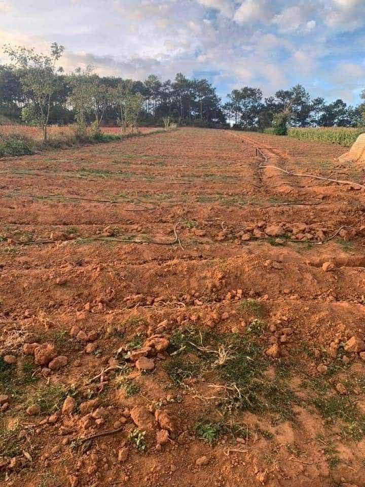 Đất 1.3 sào tại Tu Tra, Đơn Dương, Lâm Đồng - Giá chỉ 750 triệu!