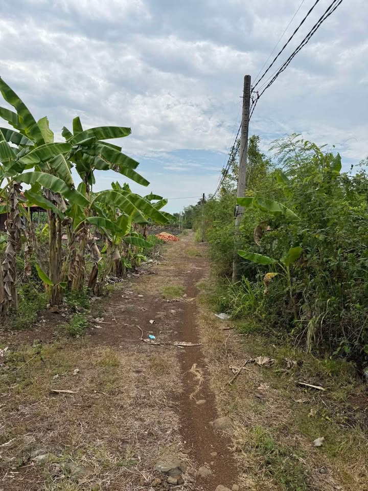 Farm Phú Tân 33.480m² giá 2.1 tỷ - Vườn cây ăn trái view suối tuyệt đẹp!