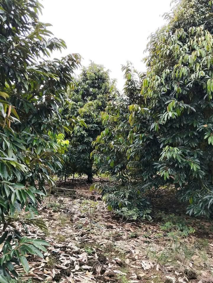 Đất nông nghiệp Phú Thịnh, Tân Phú, Đồng Nai 2880m² giá 552 triệu - Sổ hồng sang tên ngay!