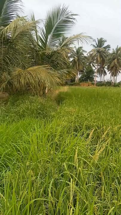 Đất vườn Tân An Vĩnh Long 4000m² giá 135 triệu - Mặt tiền giáp kênh