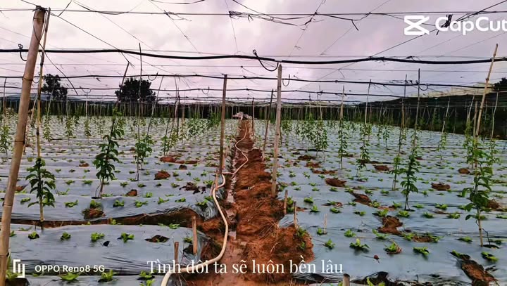 Đất nông nghiệp Ka Đô Đơn Dương 4300m² giá 2.6 tỷ - Sổ hồng chính chủ