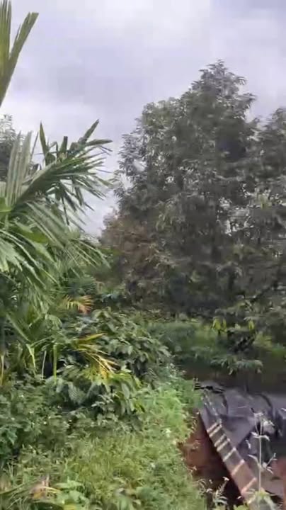 Đất nền cafe Ea Drơng Cư M'gar 1ha giá 450 triệu - Cơ hội đầu tư hấp dẫn!