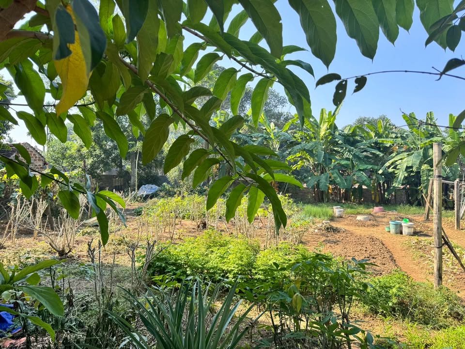 Đất nền trung tâm xã Đoài Phương 416m² - Đầu tư sinh lời ngay!