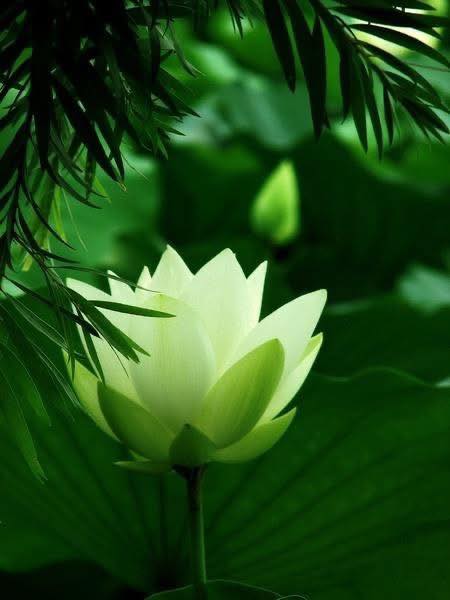 Đất nền dự án Nam Hòa Xuân Đà Nẵng 266m² giá 5.6 tỷ - Sổ hồng chính chủ!