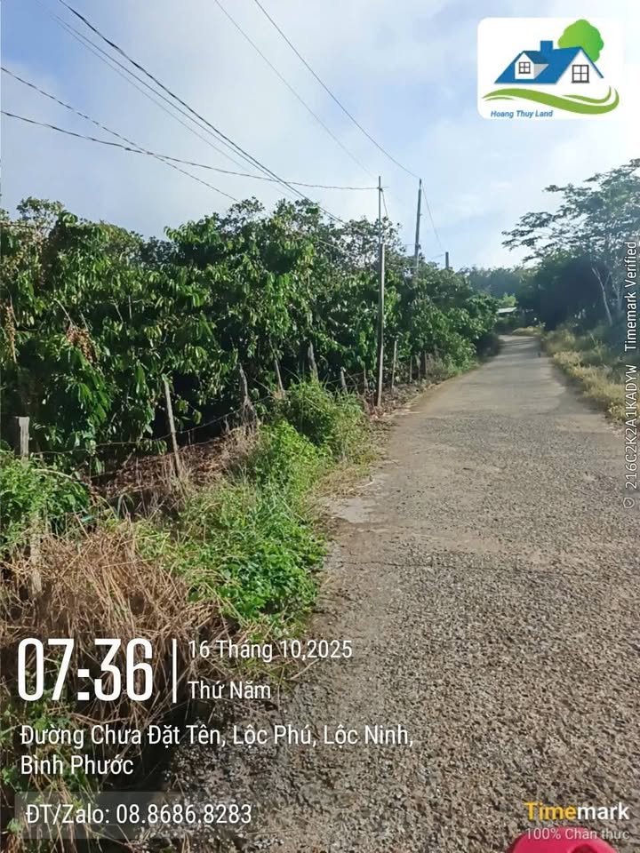 Đất cà phê 1.3ha Lộc Phú giá 2.1 tỷ - Đường nhựa 200m thuận lợi!