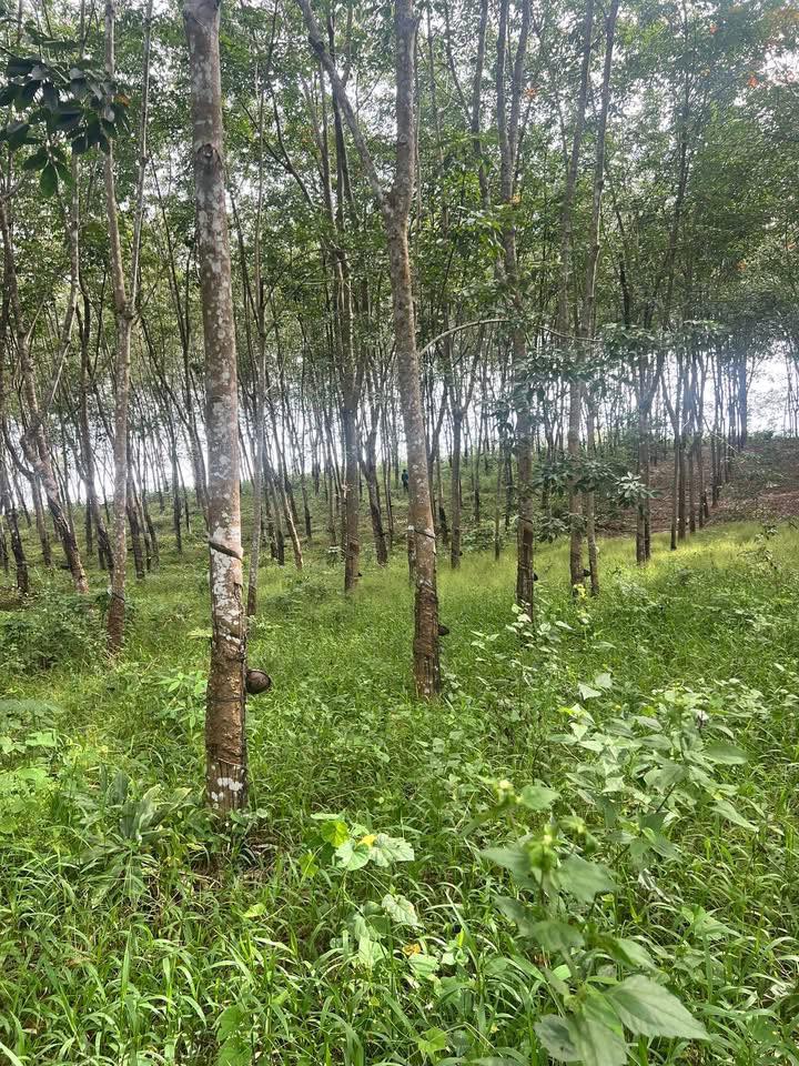 Đất nông nghiệp 6.000m² tại Minh Tâm, Hớn Quản - Giá chỉ 1 tỷ, thương lượng!