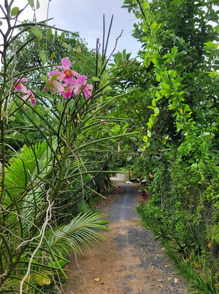 Đất thổ cư 200m² và cây lâu năm 900m² tại Hòa An, Đồng Tháp - Cơ hội đầu tư tuyệt vời!