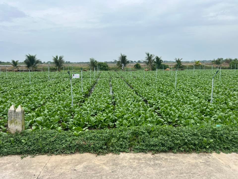 Đất nền thổ cư 100m² xã Bình Ân, Gò Công Đông chỉ 300 triệu - Cơ hội đầu tư tốt!