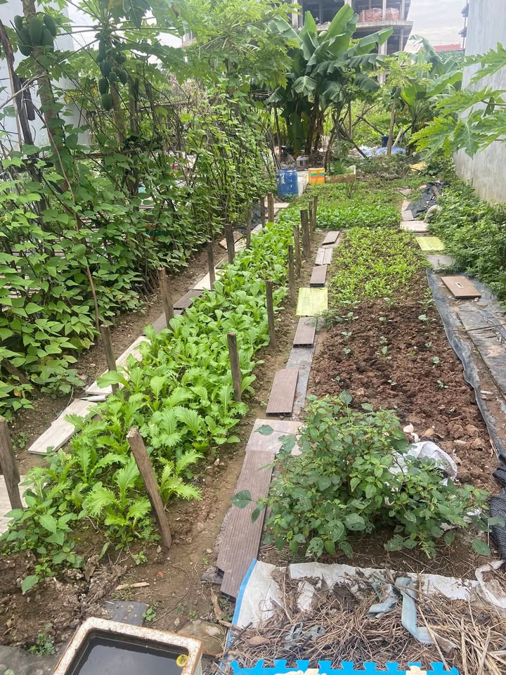 Đất Trâu Quỳ 37m² giá 7 tỷ - Cơ hội đầu tư hấp dẫn!