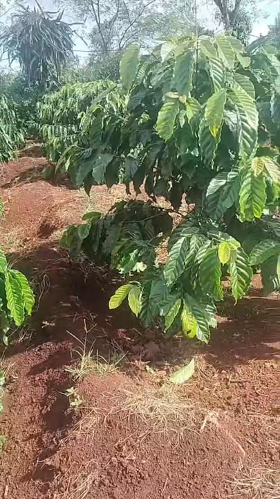 Đất nông nghiệp 1ha2 tại xã KDang, Đăk Đoa - Cơ hội đầu tư hấp dẫn!