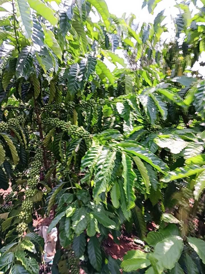 Đất nông nghiệp Tân Hà 6000m² giá 1.512 tỷ - Chính chủ bán gấp!