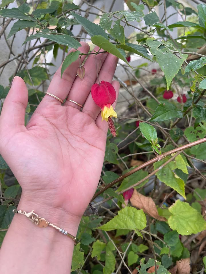 Nhà cấp 4 lô góc 3 mặt tiền Trần Cao Vân 126m² giá chỉ 1 tỷ - Cơ hội đầu tư tuyệt vời!