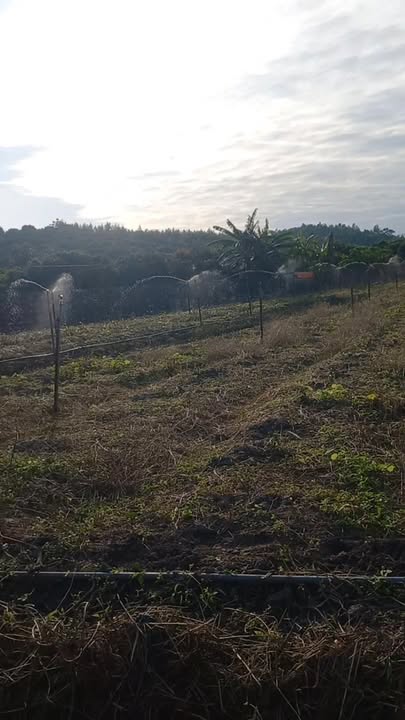 Mảnh vườn bìa xanh 3000m² tại Bến Tắm, Chí Linh - Cơ hội đầu tư hấp dẫn!