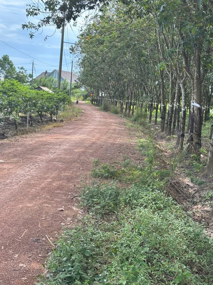 Đất nền Suối Đá, Dương Minh Châu 200m² chỉ 289 triệu - Cơ hội đầu tư tuyệt vời!