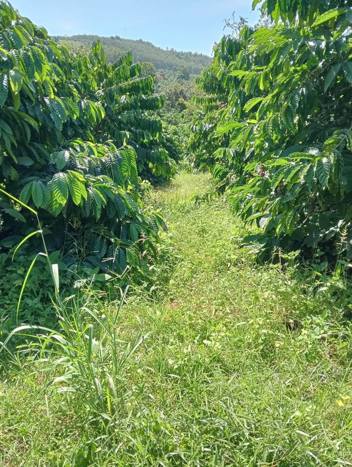 Farm 5300m² Thôn 1 Đắk Wer giá 1.65 tỷ - Nhà cửa đầy đủ tiện nghi!