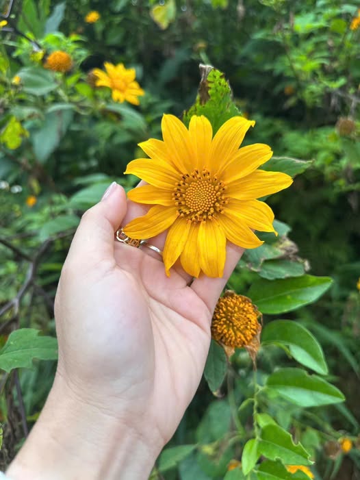 Nhà FrontHouse mặt tiền Tân Xuân 7 Hóc Môn 100m² giá 4.35 tỷ - Đầu tư sinh lời ngay!