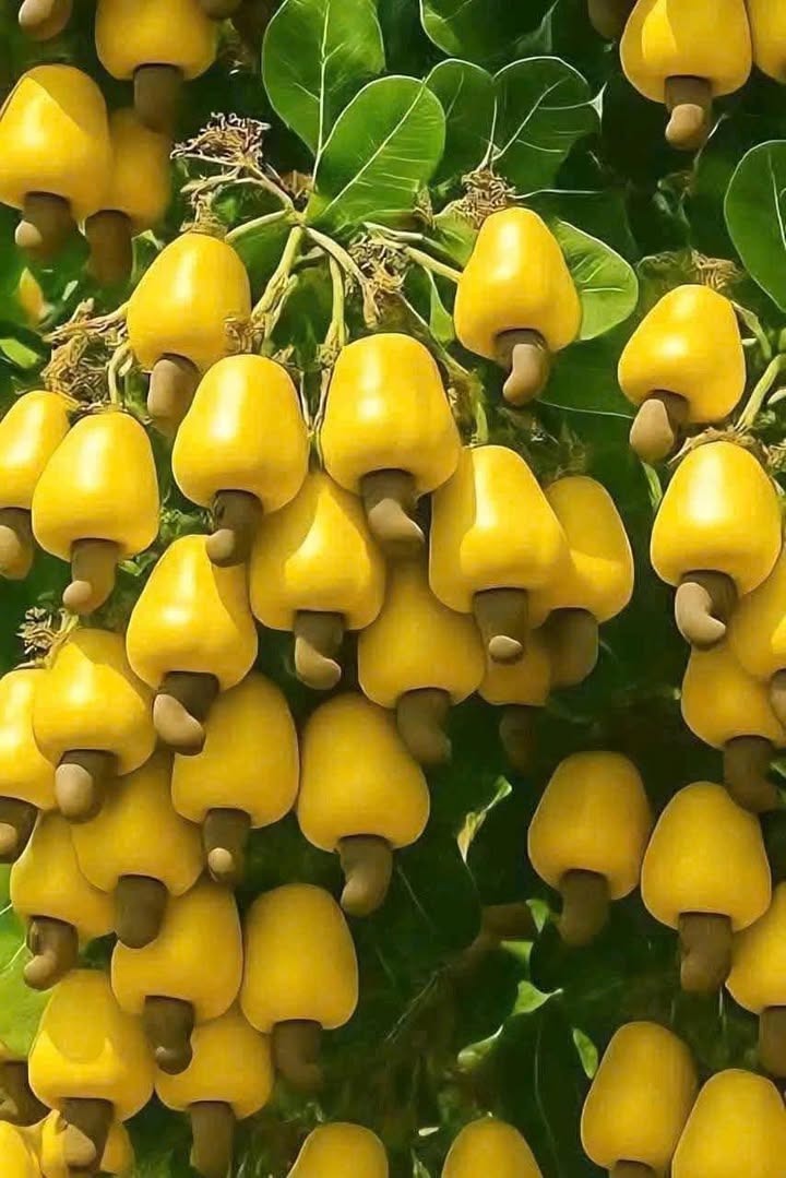 Đất thổ cư đường Trần Phú, Hòa Thành, 126m² giá 122 triệu - Cơ hội đầu tư tuyệt vời!