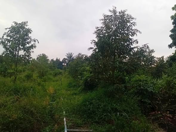 Đất nền Vĩnh Bình, Chợ Lách 2500m² giá 450 triệu - Đường rộng, chính chủ!