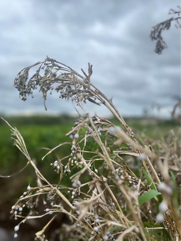 Đất thổ cư Ba Cản, Tân Hội, Lâm Đồng 185m² giá 540 triệu - Sổ hồng chính chủ!