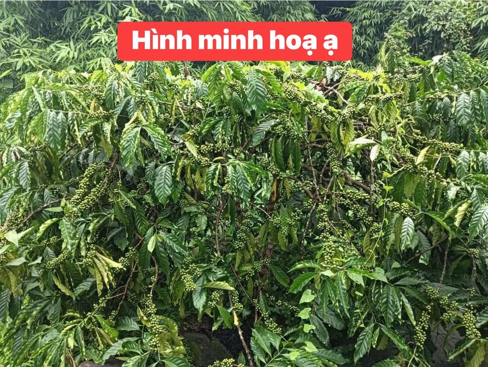 Farm đất vườn Đam Rông 10.000m² giá 1.15 tỷ - Đầu tư sinh lời ngay!