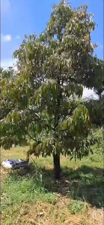 Đất nền Sông Ray Cẩm Mỹ 19008m² giá 1.26 tỷ - Đầu tư sinh lời ngay!