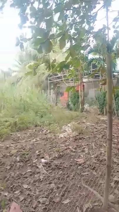 Đất nền mặt tiền đường 595m² tại xã Tam Ngãi, Cầu Kè, giá 700 triệu - Tiềm năng đầu tư lớn!