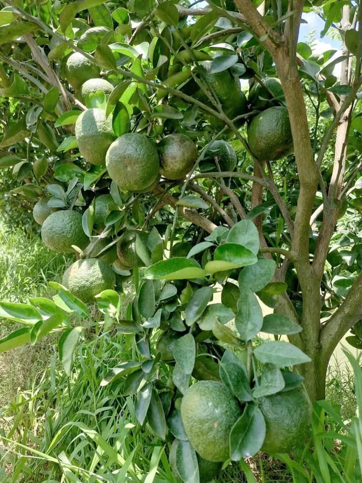 Đất vườn 2049m² phường Đông Thành, Vĩnh Long - Sổ hồng chính chủ, giá chỉ 614 triệu!