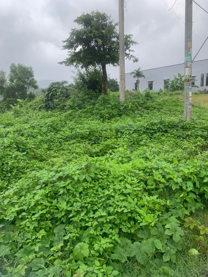 Đất thổ cư mặt tiền Quốc lộ 9, xã Tân Liên 192m² giá 500 triệu - Cơ hội đầu tư tuyệt vời!