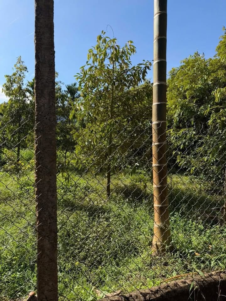 Đất nền chính chủ Ea Tóh 300m² giá 900 triệu - Tiềm năng đầu tư sinh lời