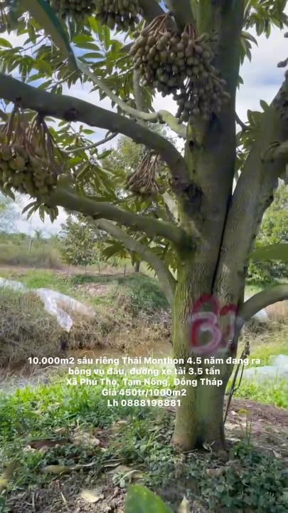 Farm 10.000m² sầu riêng Thái tại Phú Thọ, Tam Nông - Giá 4.5 tỷ, ra bông vụ đầu!