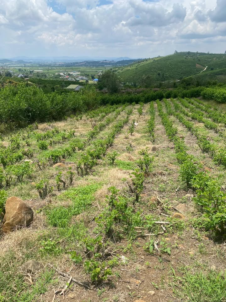 Đất nền Tân Văn 740m² giá 450 triệu - Sổ đỏ chính chủ, chốt nhanh thương lượng