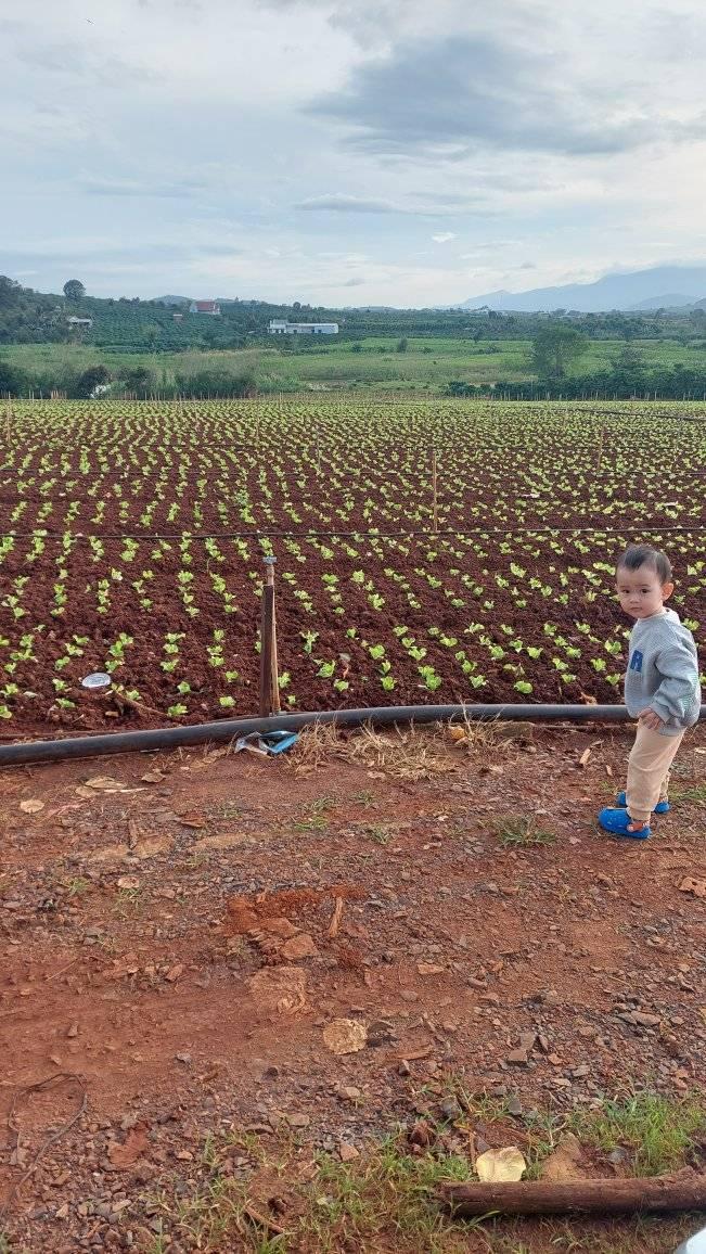 Đất nền 6 sào tại Tân Hội, Đức Trọng - Giá chỉ 3 tỷ, cơ hội đầu tư hấp dẫn!