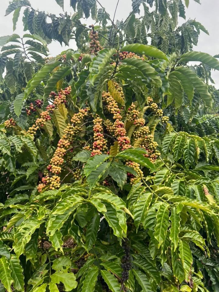 Đất cà phê Đạ Đờn, Lâm Hà 1ha1 giá chỉ 5.5 tỷ - Cơ hội đầu tư hấp dẫn!