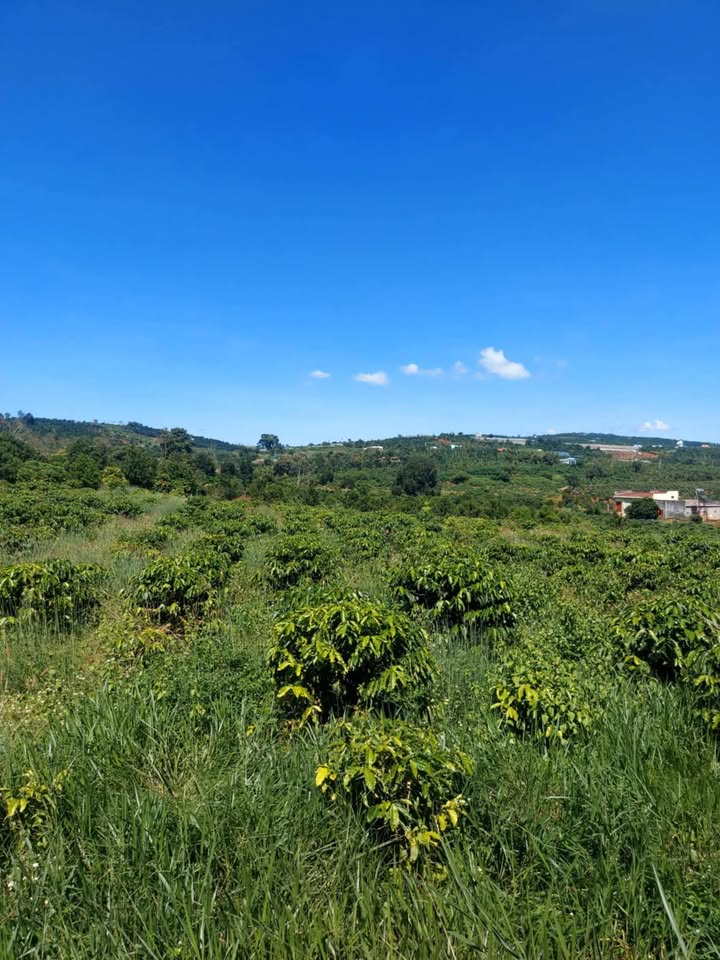 Đất nền Tân Hà Lâm Hà 800m² giá 1.2 tỷ - Đầu tư sinh lời ngay!