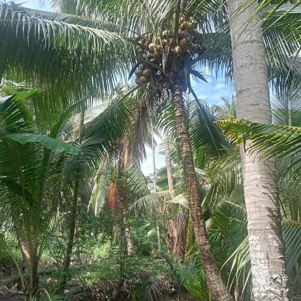 Đất vườn dừa khô xã Lương Hoà 2600m² giá 936 triệu - Cơ hội đầu tư hấp dẫn!