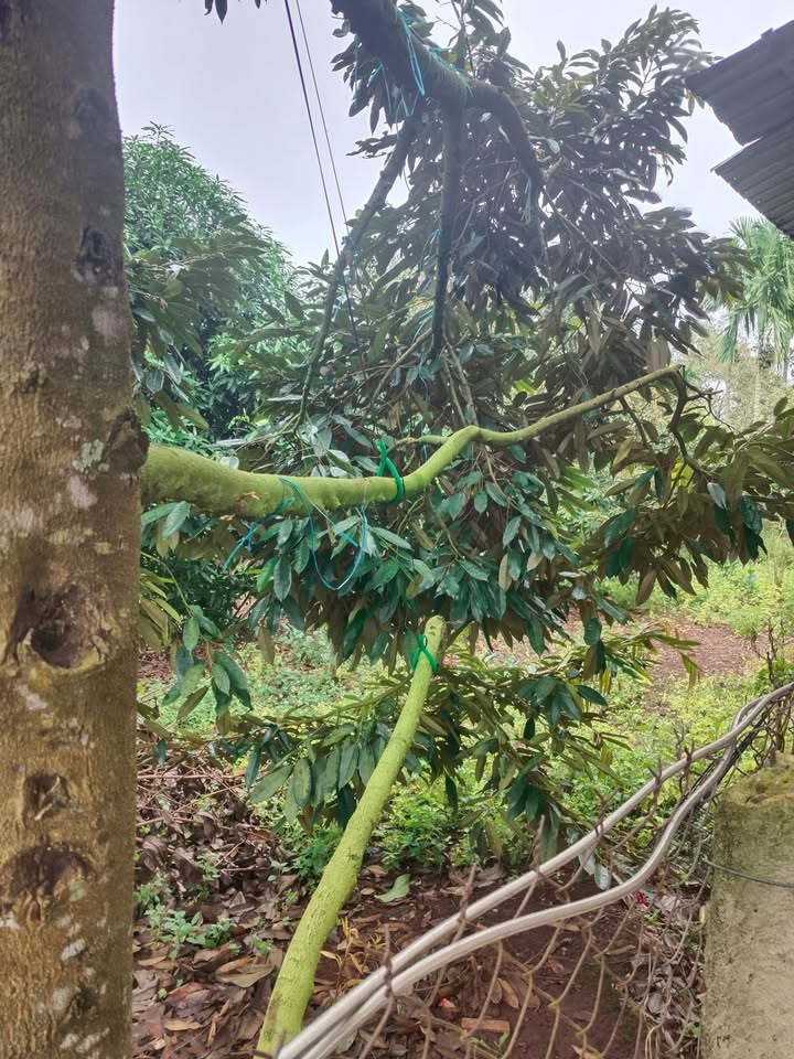 Đất thổ cư Phú Lộc 330m² giá 1.65 tỷ - Khu dân cư đông đúc, thuận tiện kinh doanh!