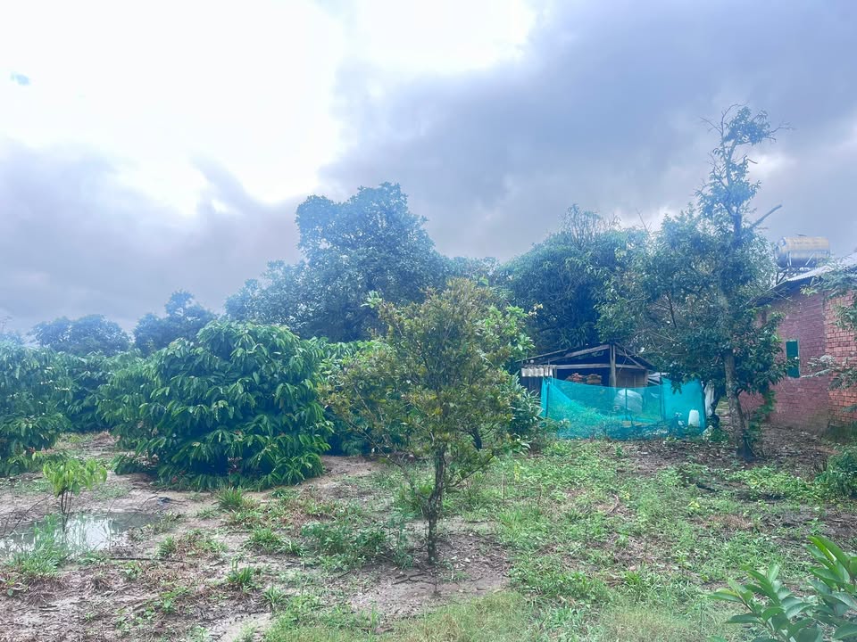 Farm 1,1 hecta tại xã Cư Ni, huyện Ea Kar - Đầu tư sinh lời ngay với cà phê!