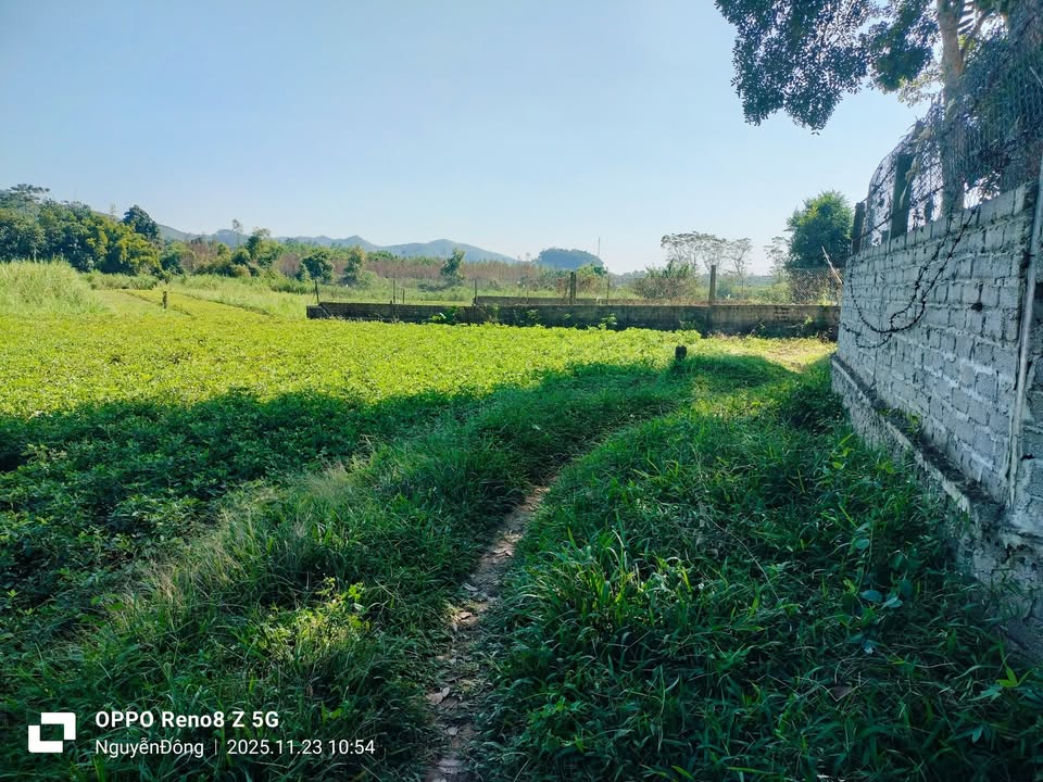 Đất vườn Tam Tiến Yên Thế 3184m² giá 500 triệu - Cơ hội đầu tư tuyệt vời!