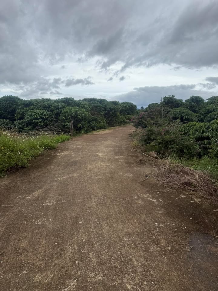 Đất thổ cư 75m² Tân Hội Đức Trọng giá 620 triệu - Cơ hội đầu tư tuyệt vời!