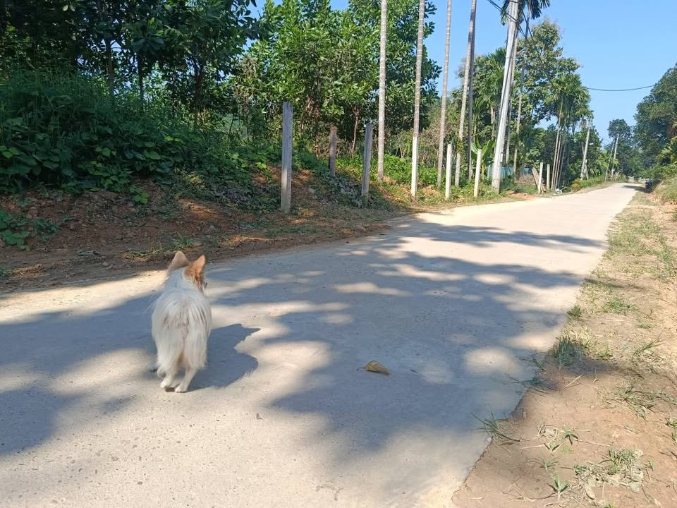 Đất thổ cư 165m² tại Thái Long, Tuyên Quang - Giá chỉ 700 triệu!