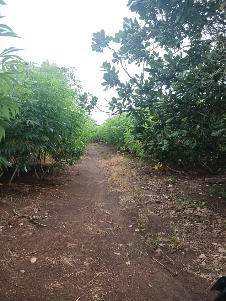 Đất nền Sông Ray Cẩm Mỹ 6400m² giá 2.24 tỷ - Sổ đỏ chính chủ!