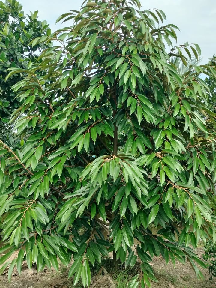 Đất vườn Sầu Riêng 120.000m² tại Mỹ Thiện, Đồng Tháp - Giá chỉ 4.5 tỷ!