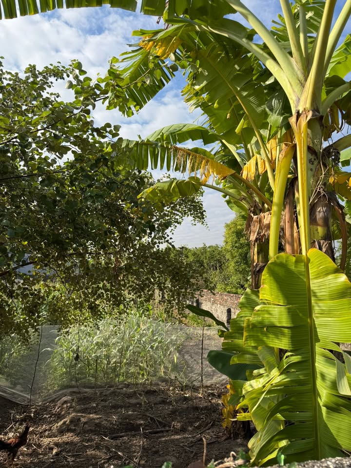 Đất nền Bình Khê, Đông Triều 125m² giá chỉ 4xx triệu - Đầu tư sinh lời ngay!