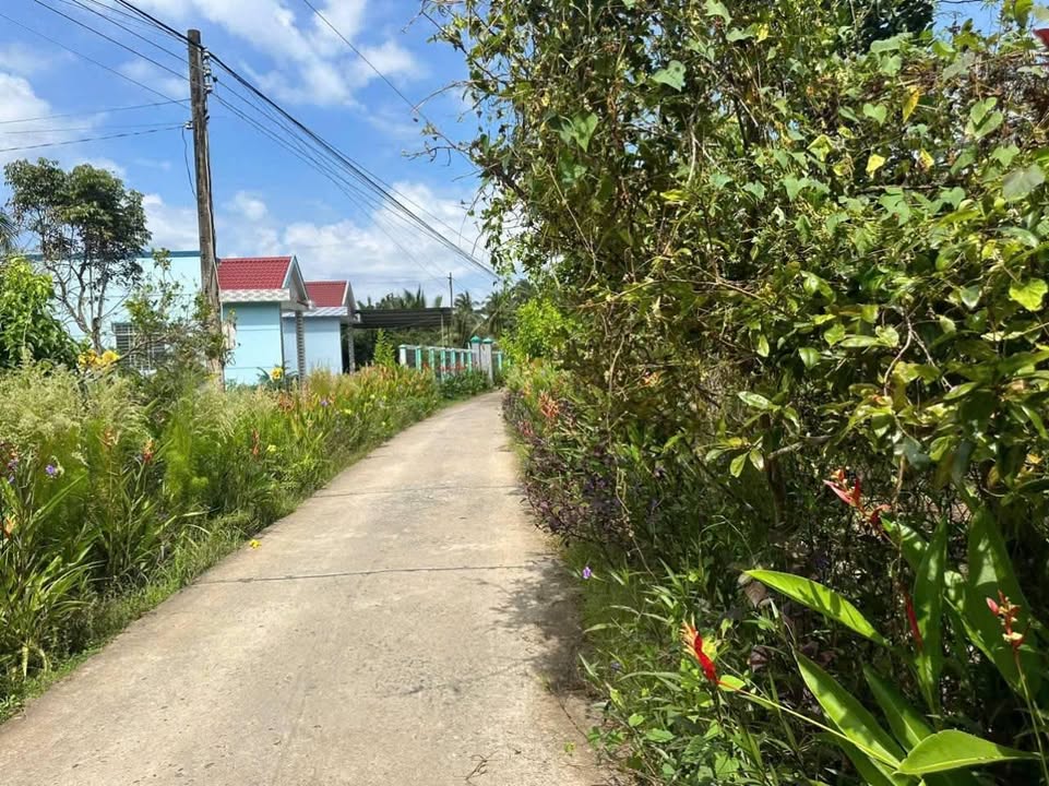 Đất mặt tiền An Hội, Giồng Trôm, Bến Tre 5000m² giá 5 tỷ - Cơ hội đầu tư hấp dẫn!